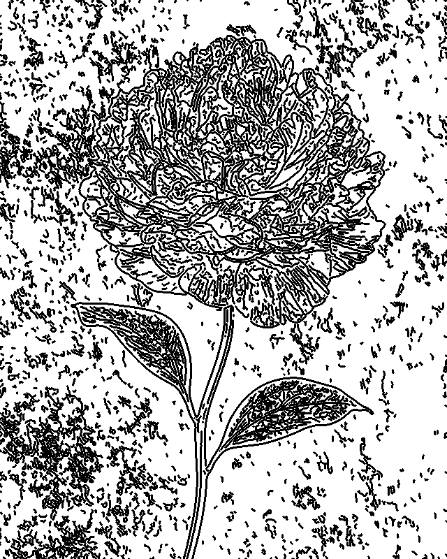 Peony converted into crisp black stencil linework